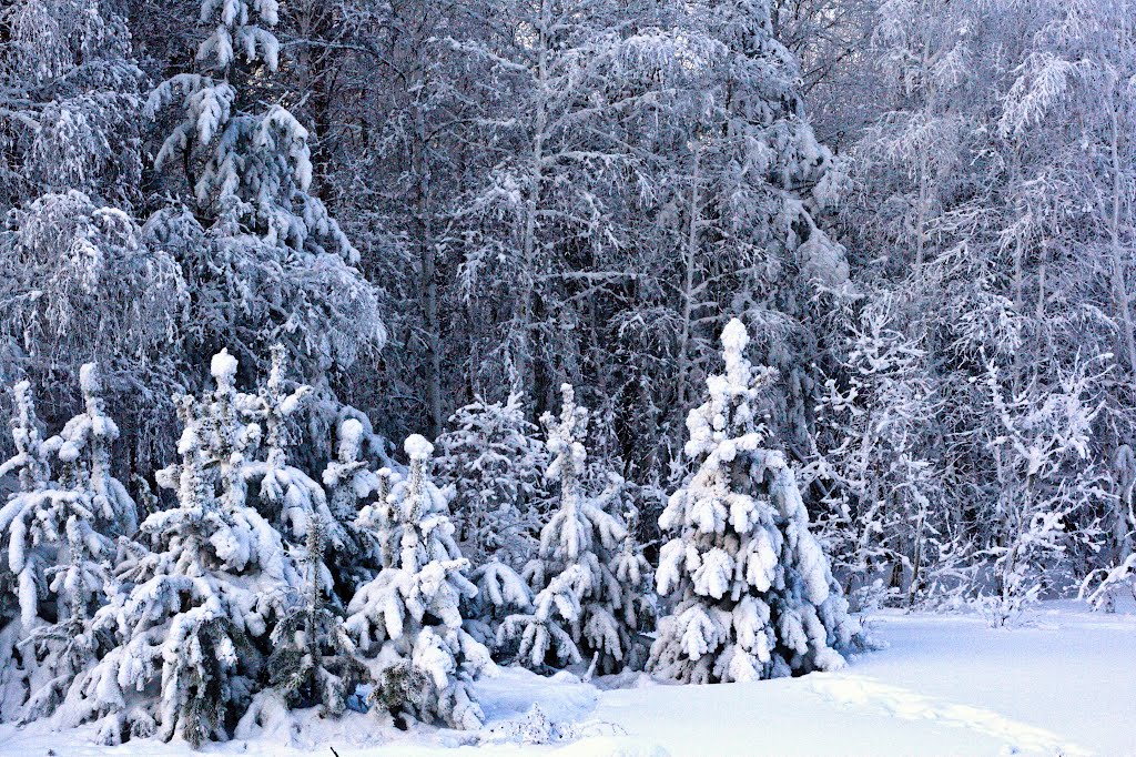 Forest in winter, Зима