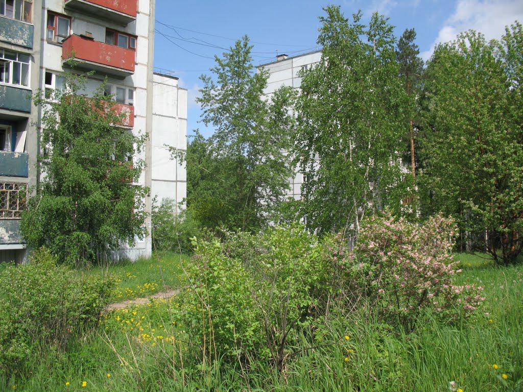 Жасмин на пр. Мира, Усть-Илимск