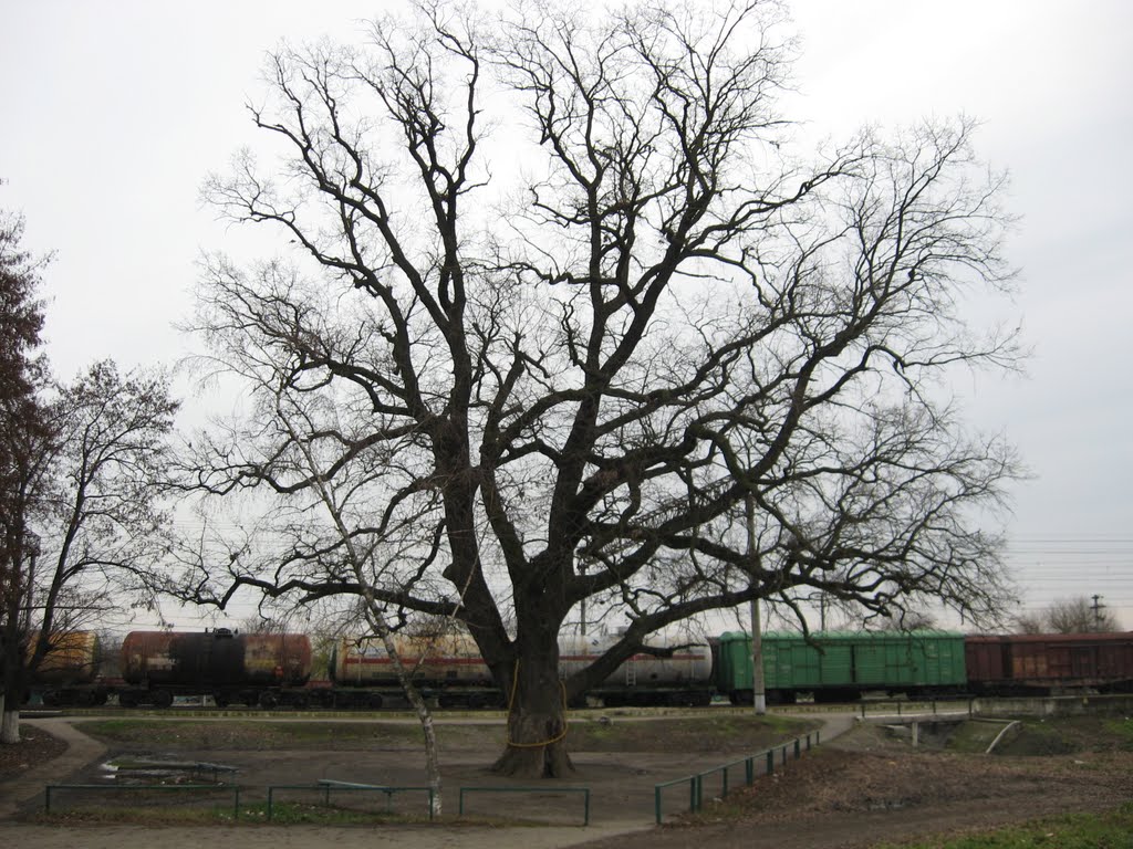 Пушкинский заповедник, Михайловское, вяз-глаз посадил сын Пушкина в 1866 году...