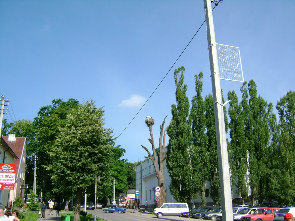 Гнездо аистов на ул.Ленина, Гурьевск
