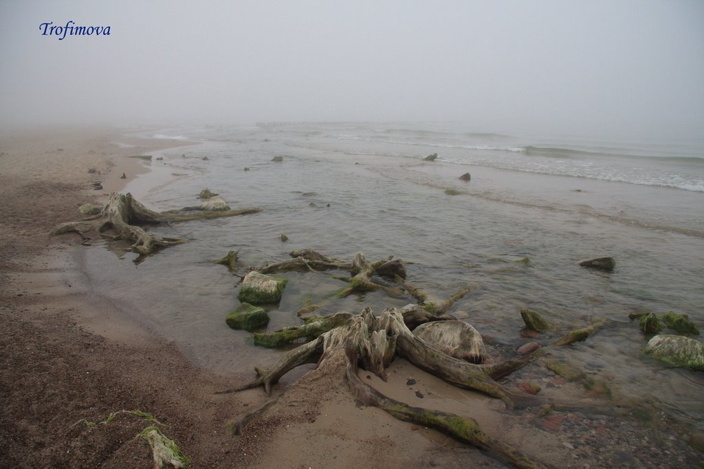 Туманный берег, Зеленоградск