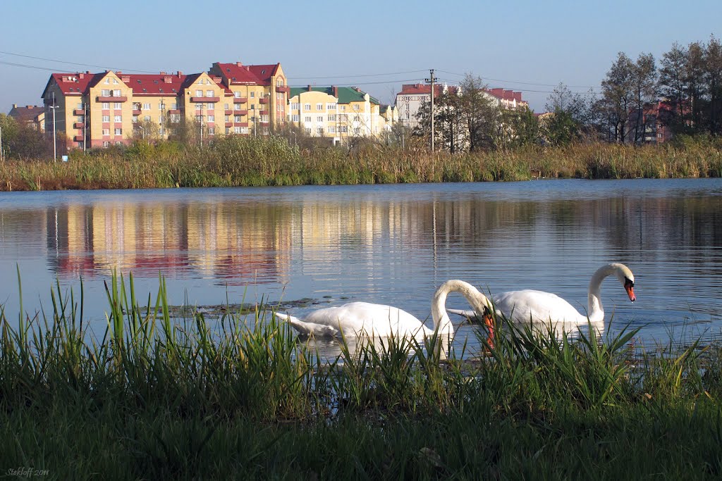 Swans in the city. Ring Str. Zelenogradsk (Weg zur Kurische Nehrung, Kranz) Oct. 2011., Зеленоградск