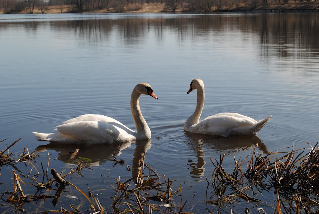 Swans on the lake, Мамоново