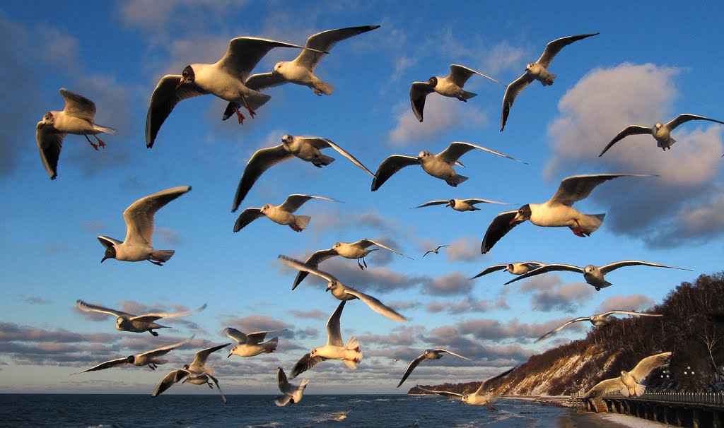 #37 Hungry seagulls. – Жрать дают!!! Стая голодных чаек над променадом в Светлогорске., Светлогорск