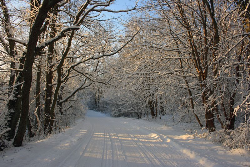 Road in the winter.- Дорога зимой., Светлогорск