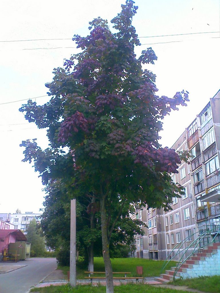 Фиолетовый клён, Удомля