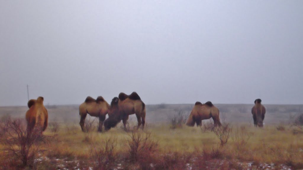 Camels in the cold, Юста