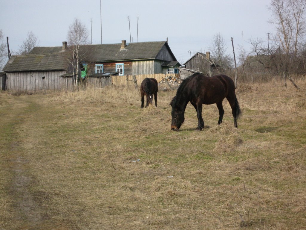 Horses, Дудоровский