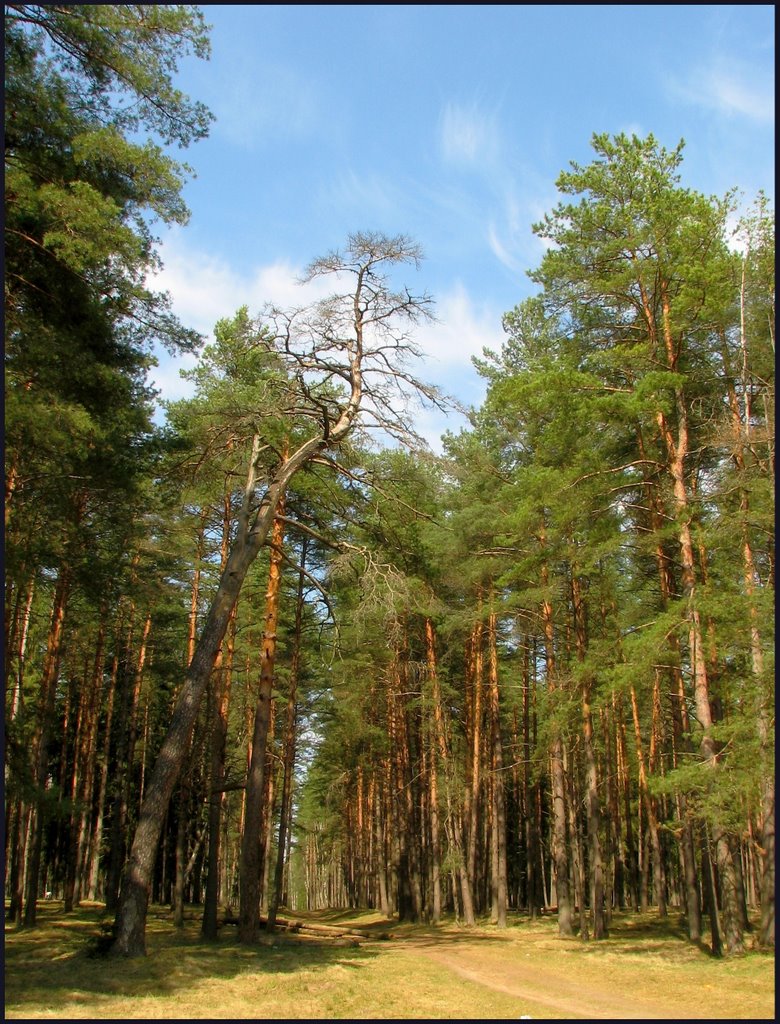 Дорожкка через лес (The path through the woods), Людиново