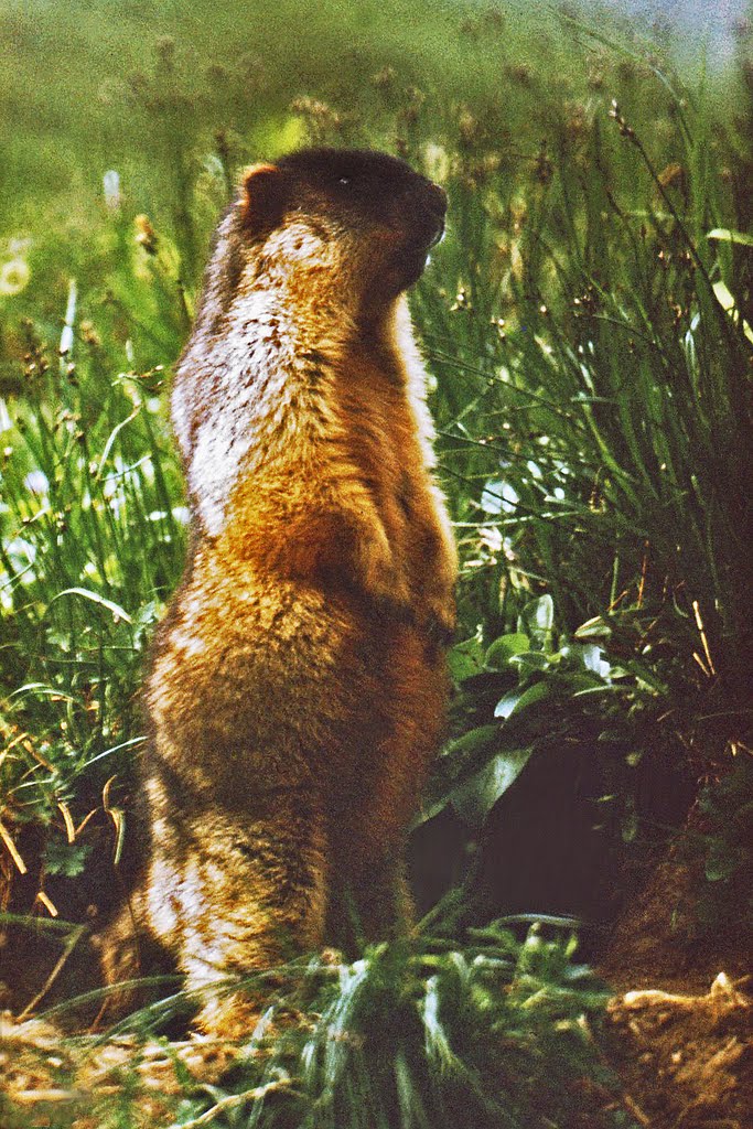 Kamchatka the Black-Headed Marmot (Marmota Camtschatica Pallas), Крапивная