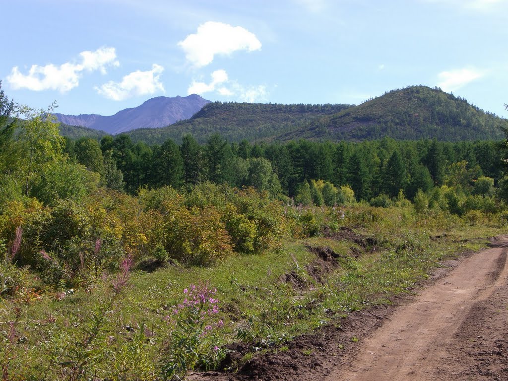 Kamchatka, Esso. Forests near Esso in the Natural Park Bystrinsky., Крапивная