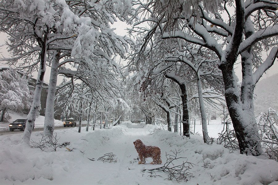 Snow dog, Петропавловск-Камчатский