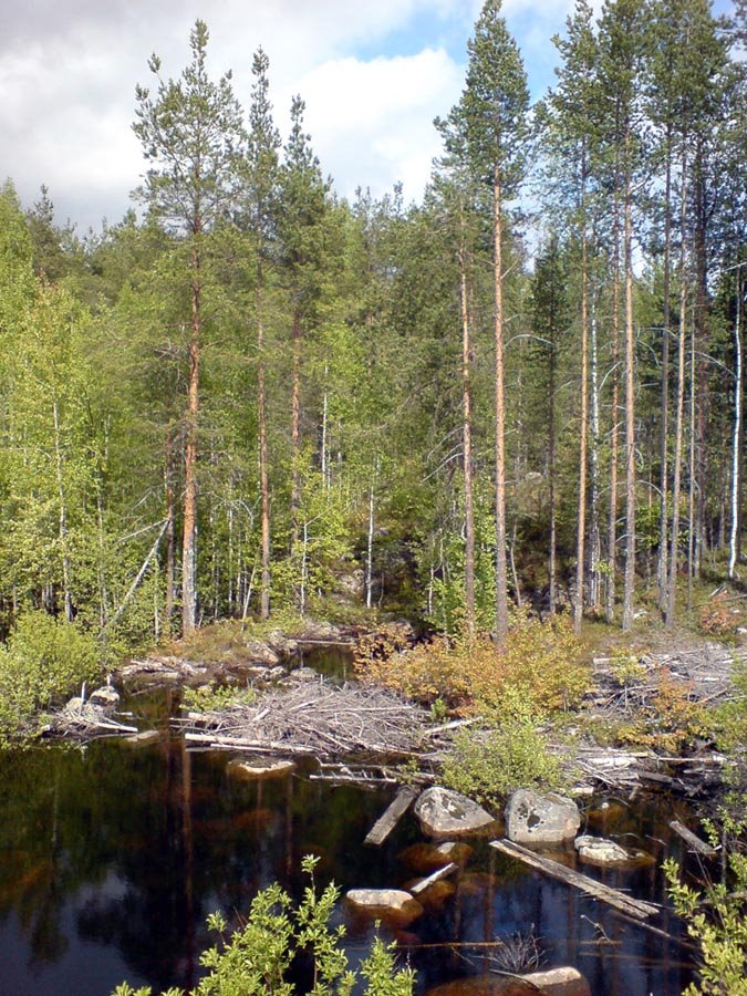 Озеро Лумбушозеро в Карелии / Lumbushozero lake in Karelia (09/06/2007), Муезерский