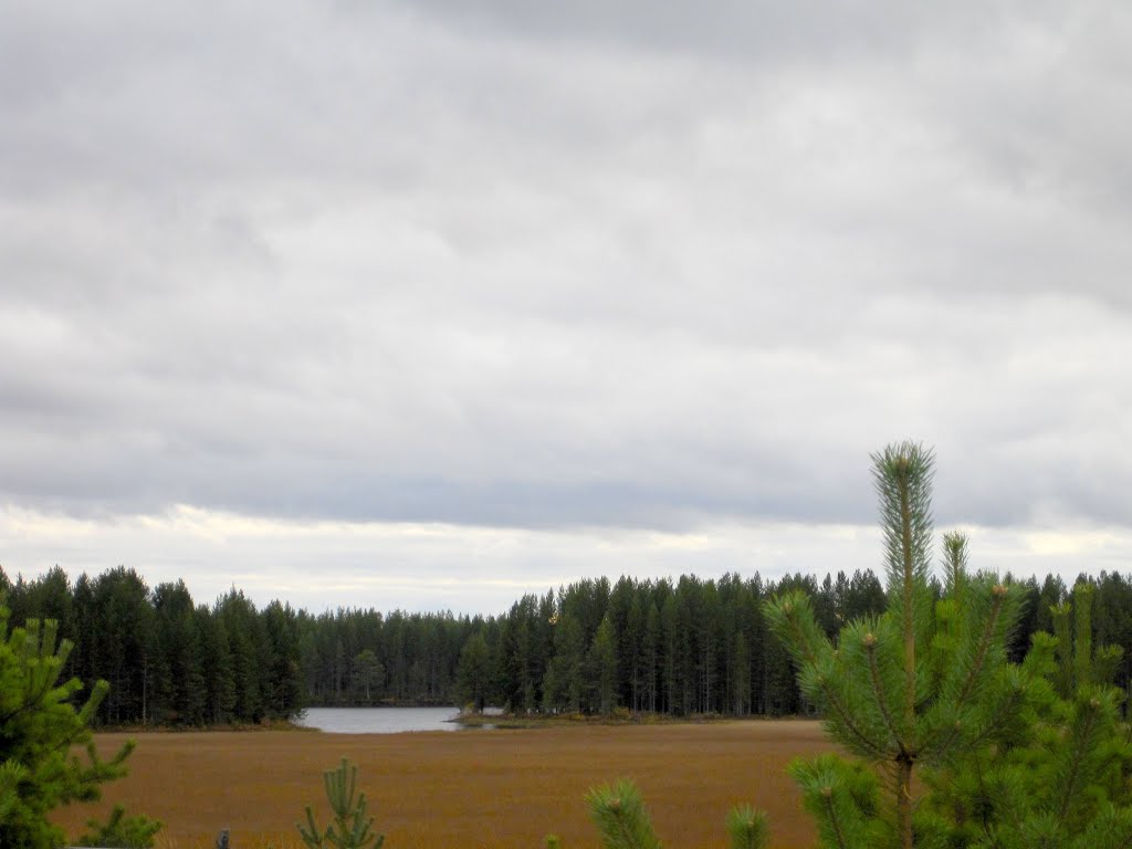 Клюквенное болото, Муезерский