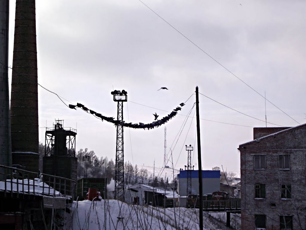 [Gur-nov-1] голуби сидят над тёплой водой у завода, Гурьевск