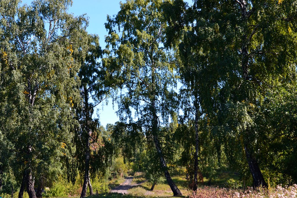 Маленькая часть леса, Ленинск-Кузнецкий