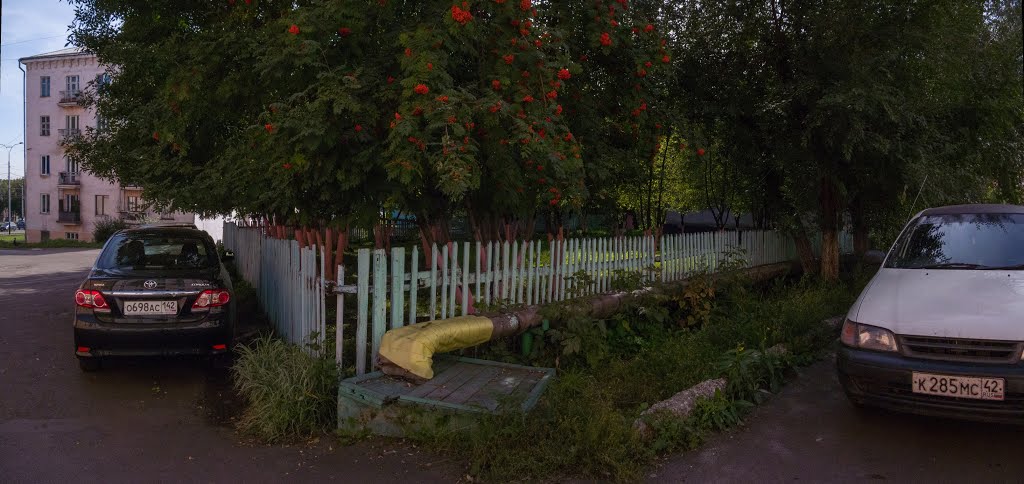 Рябина за забором, сентябрь 2013, Прокопьевск