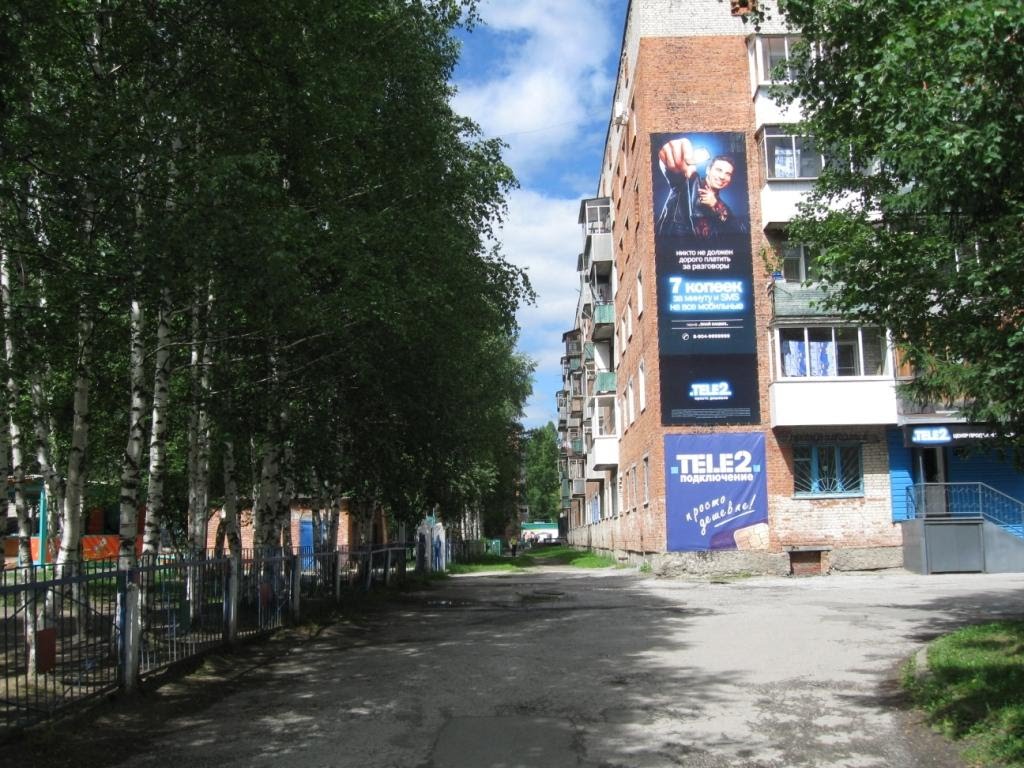 Birches near Nogradsky street., Таштагол