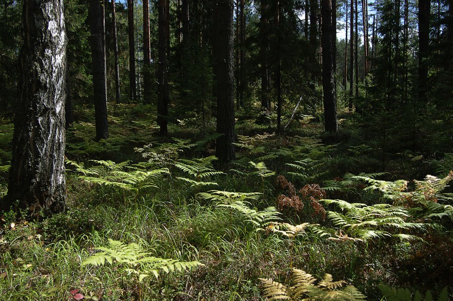 Типичный лес в районе, Богородское