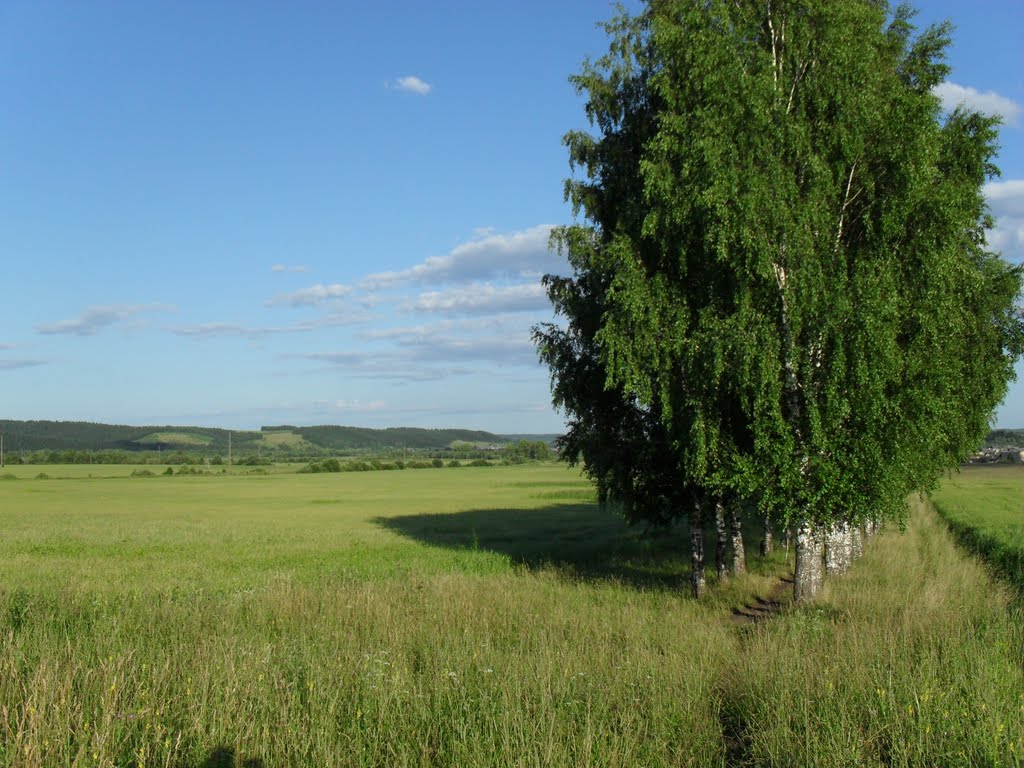 Берёзы(birchs), Нолинск