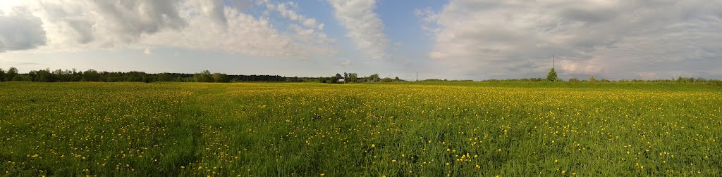 A field of dandelions, Ustie-Village, Подосиновец
