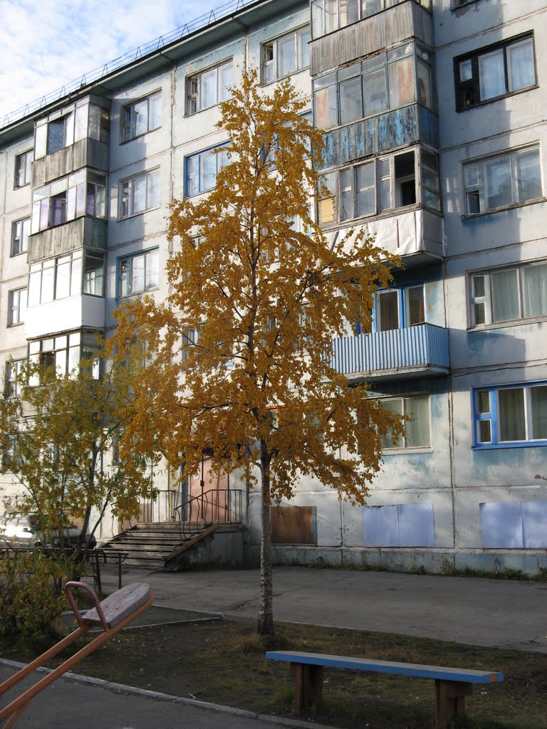 Берёза во дворе на Ленинградской, Воркута