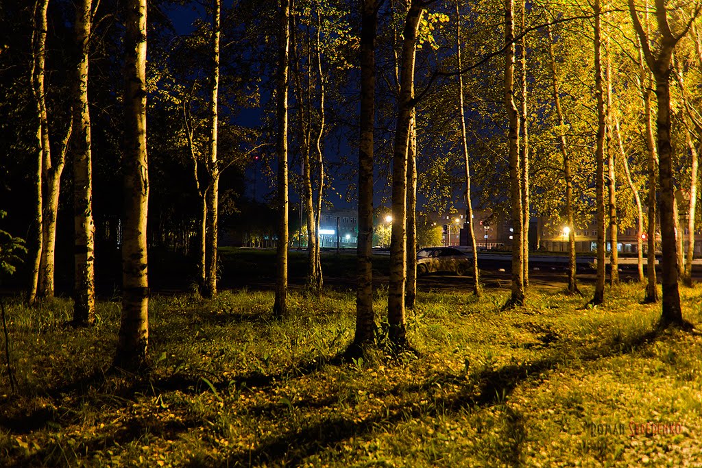 Night Trees, Инта
