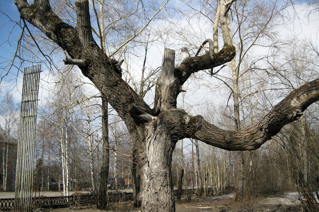 Кривое деревце в парке им. Дубинина, Печора