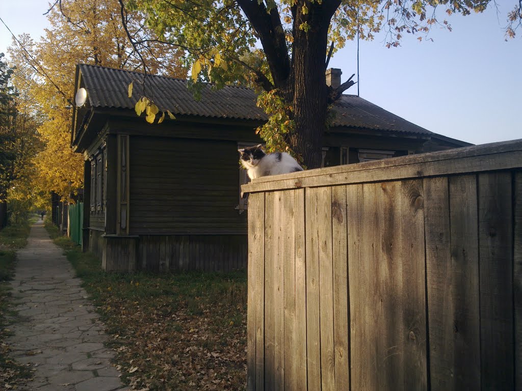 Кот на заборе сентябрь, Макарьев
