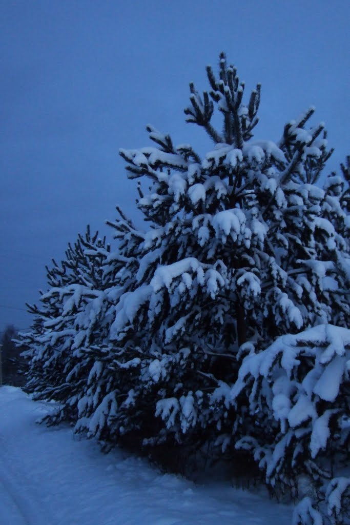 Снежные шапки. Pines with the blanket of snow, Солигалич