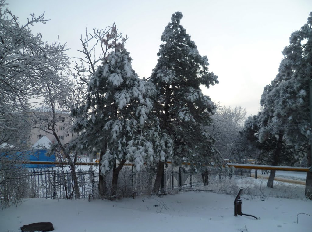 Сосны в снегу. Январь 2011 г., Верхнебаканский