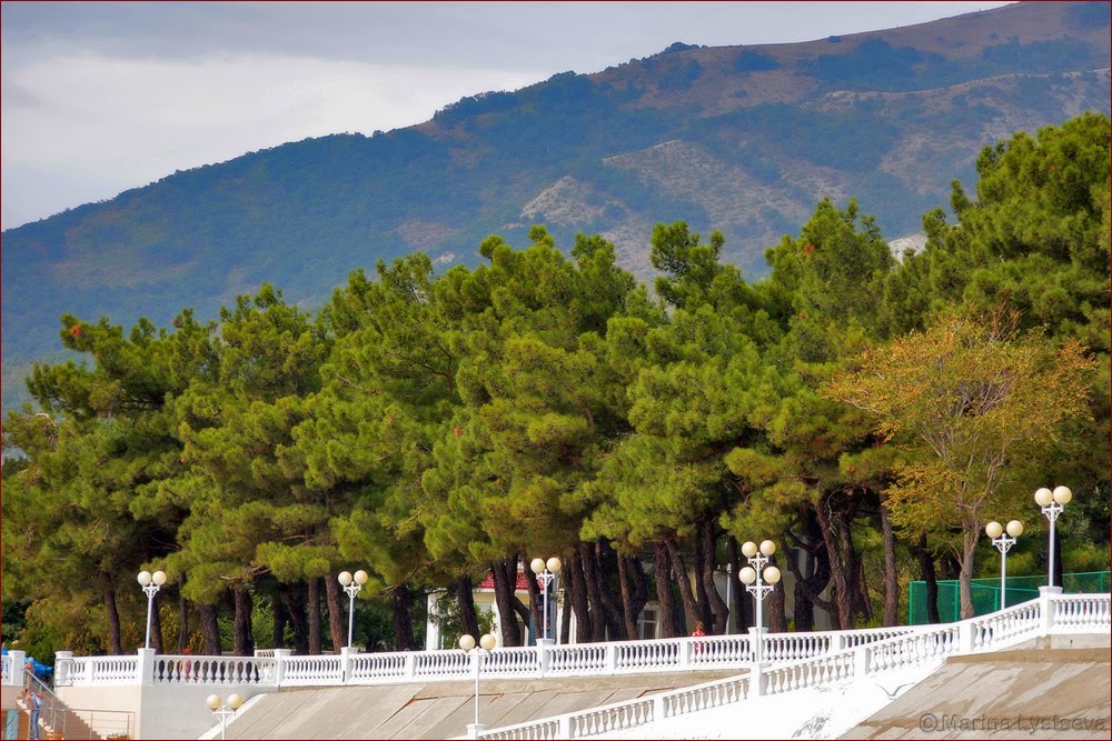 Пицундская сосна в геленджике фото Пицундская сосна в геленджике фото