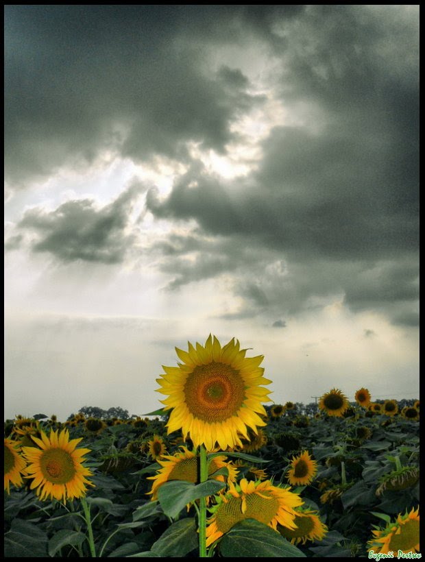 Цветок Солнца - Flower of the Sun..., Калинино