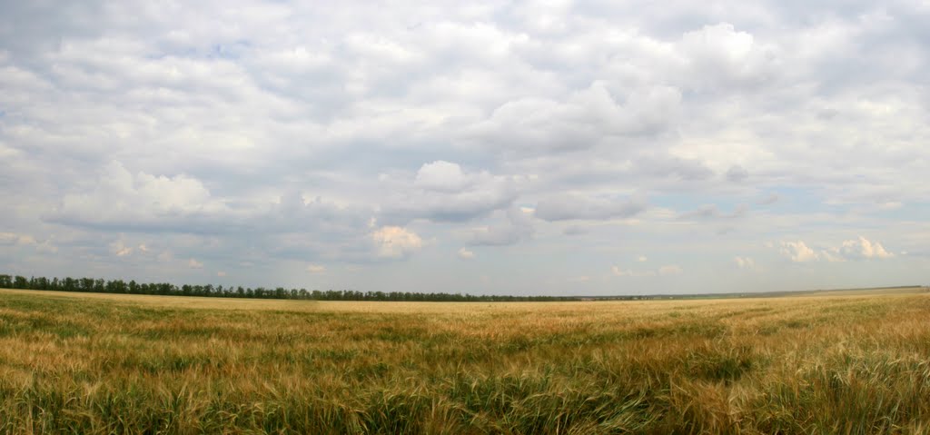 Поле с озимой у хутора Любимов. 2011 год., Калинино