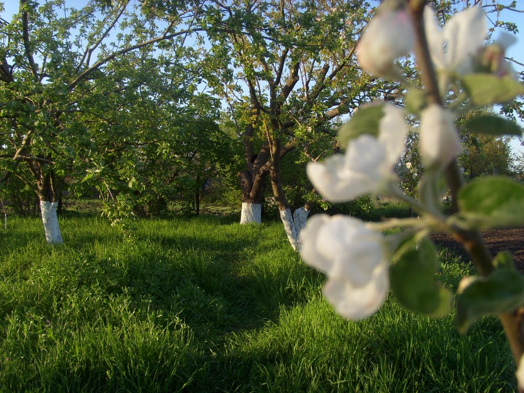 сад, Калининская