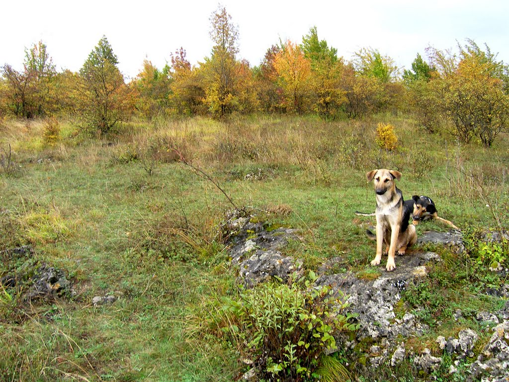 Походные собачки (dogs), Каменномостский