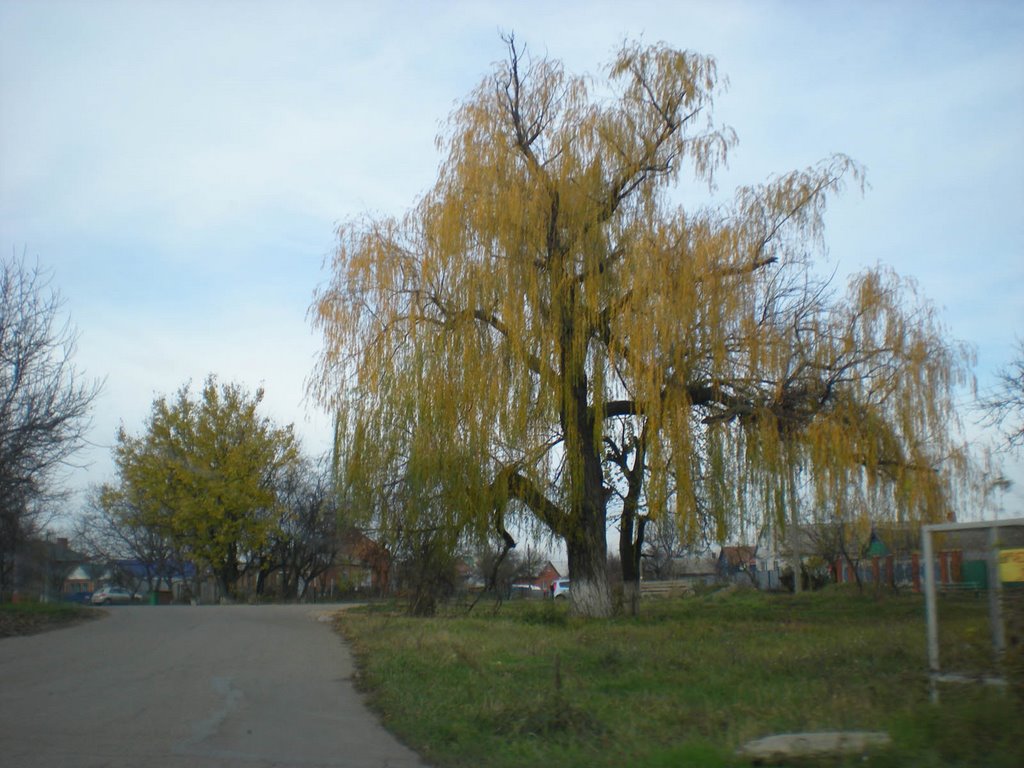 Старая ива, Кореновск