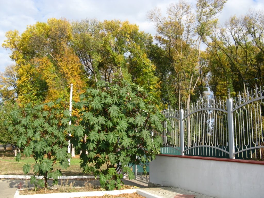 Осень в Кореновске, Кореновск