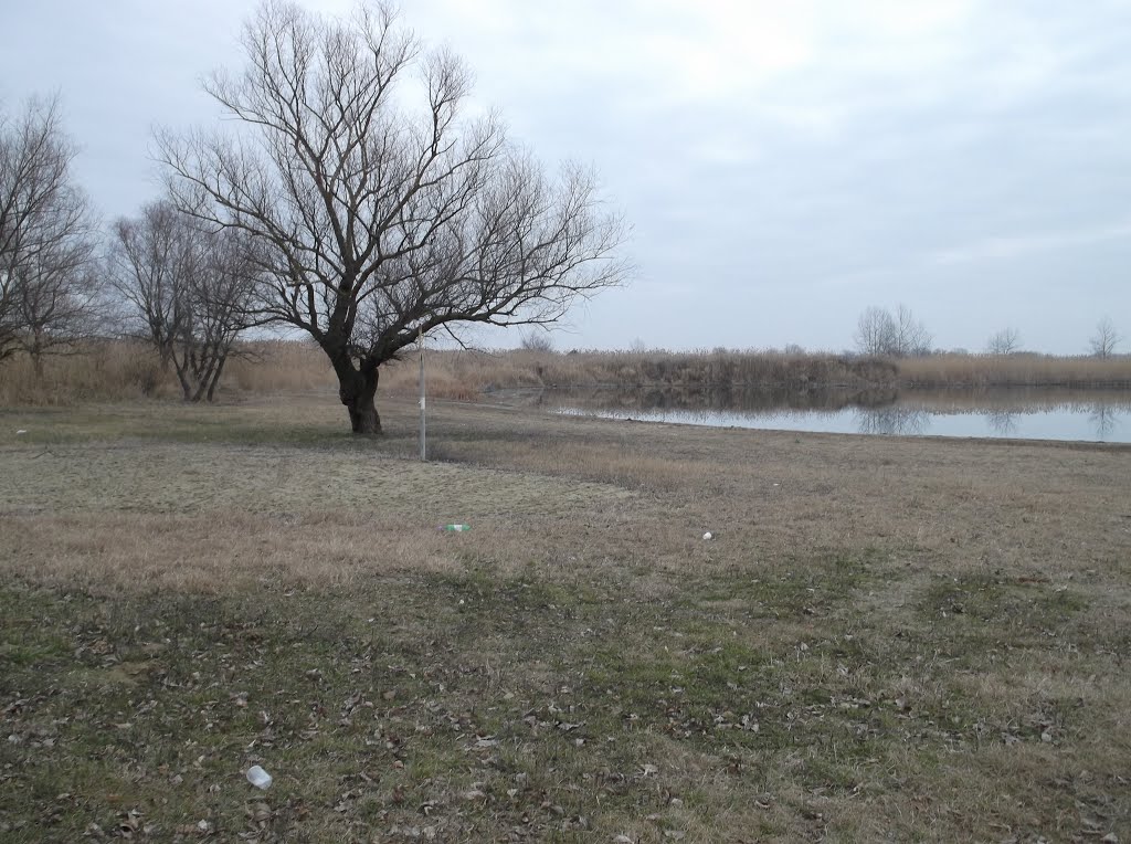 Kuban river and a lonely tree, Красноармейская