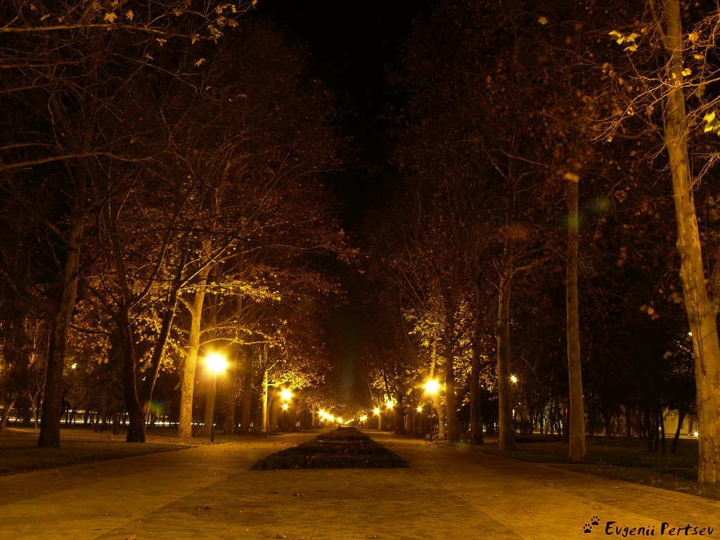 Ночная аллея..., Краснодар