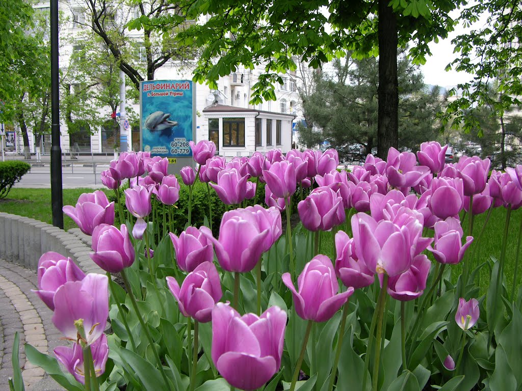 Flowers / Цветы, Новороссийск