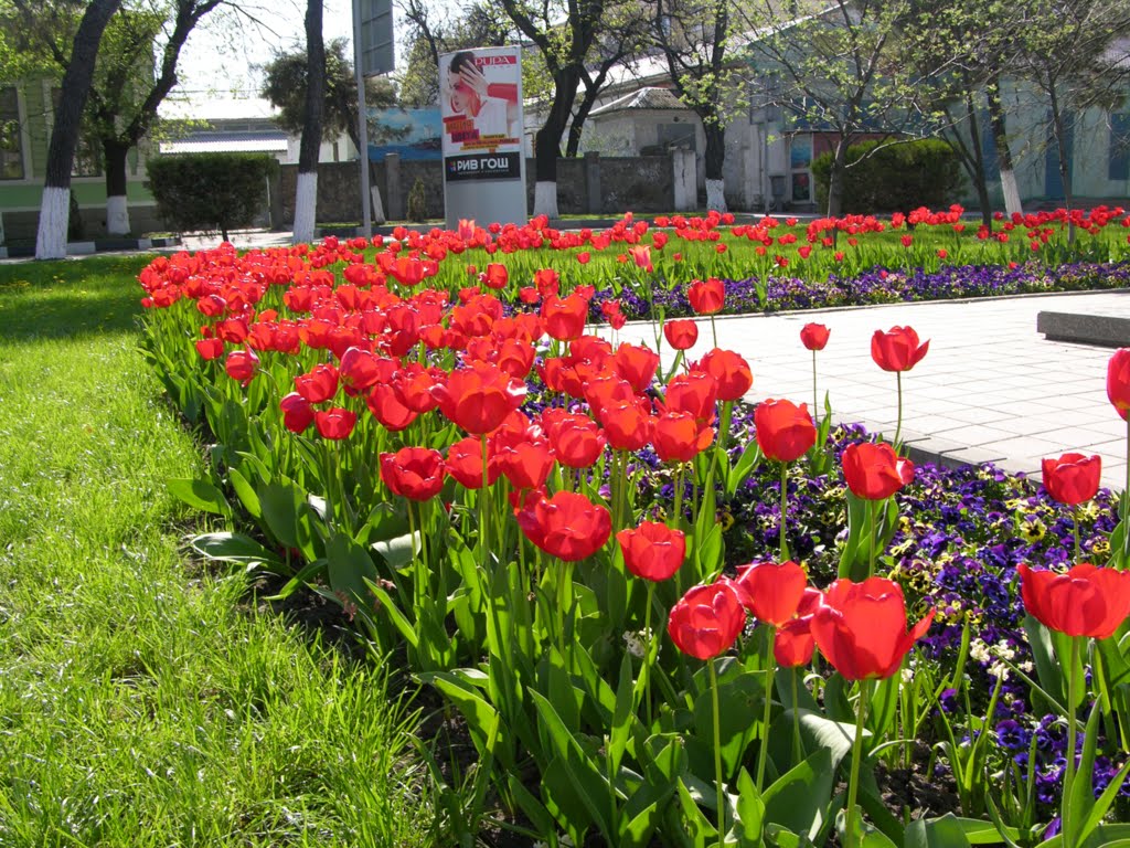 Tulips, Новороссийск