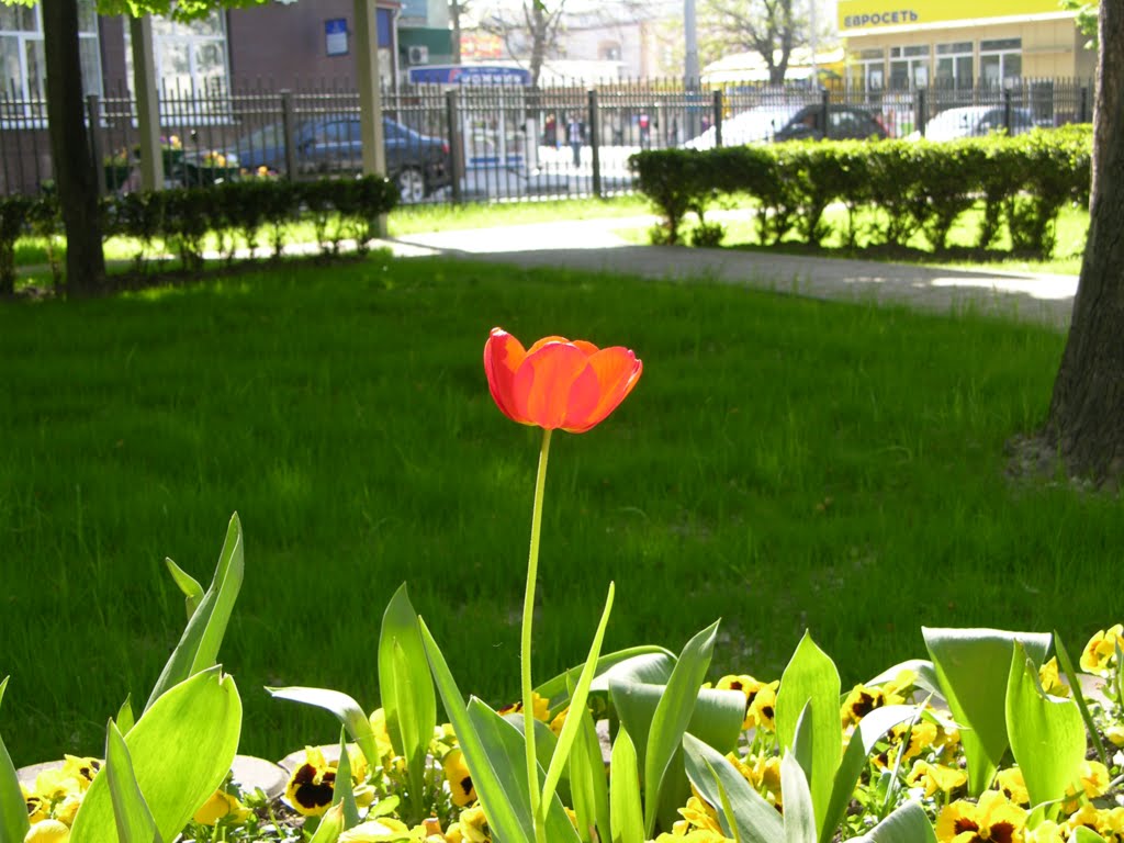 Tulip, Новороссийск