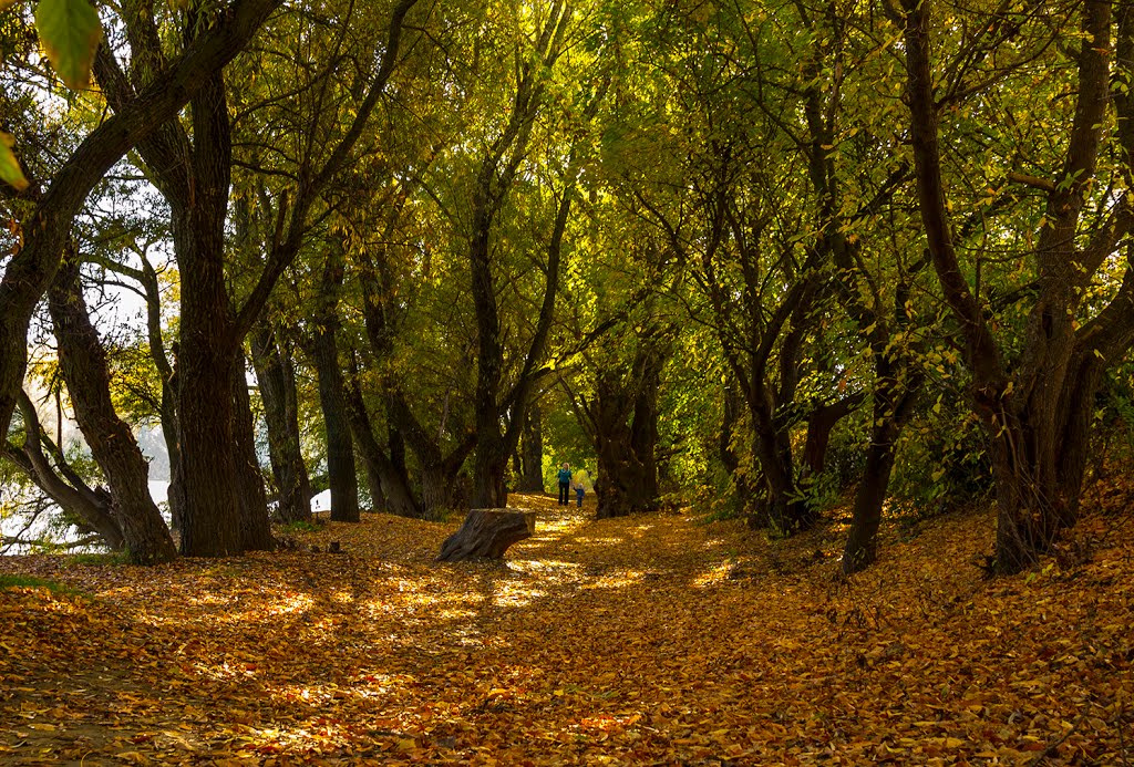 По ковру из жёлтых листьев..., Славянск-на-Кубани