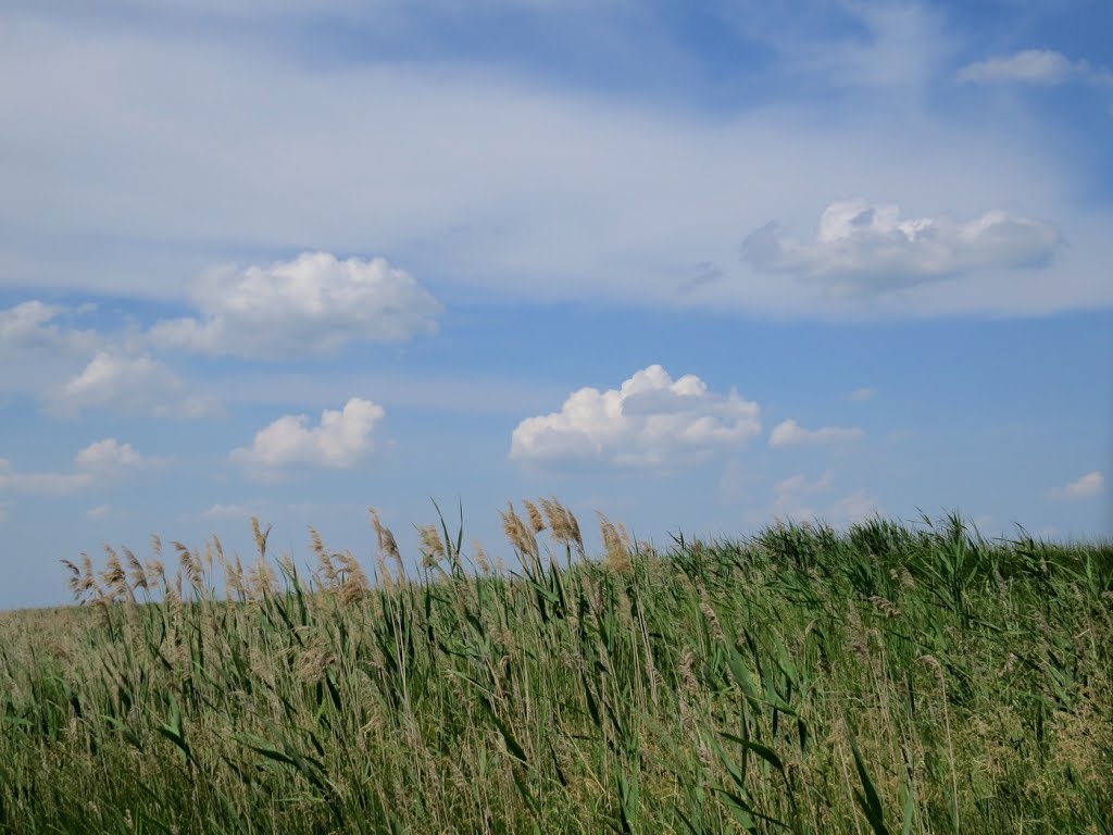 Прекрасный летний день (лето 2014), Старощербиновская