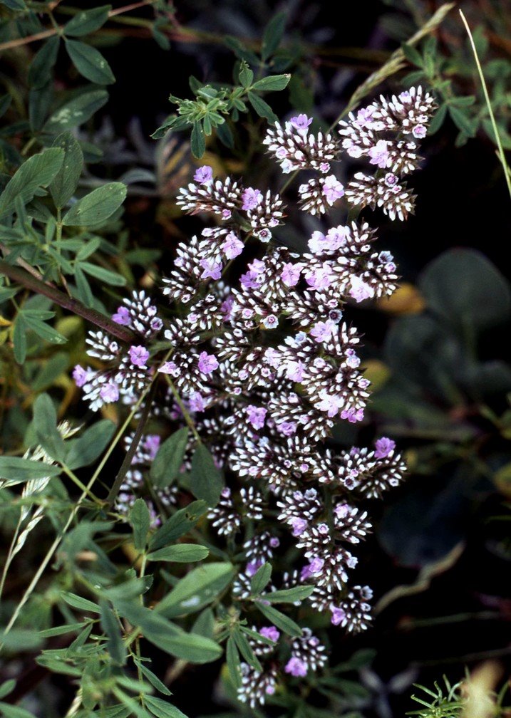 Siberian flowers, Балахта