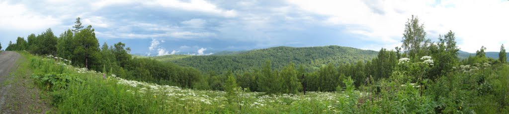 Тайга, вид с дороги на Белогорск, Горячегорск