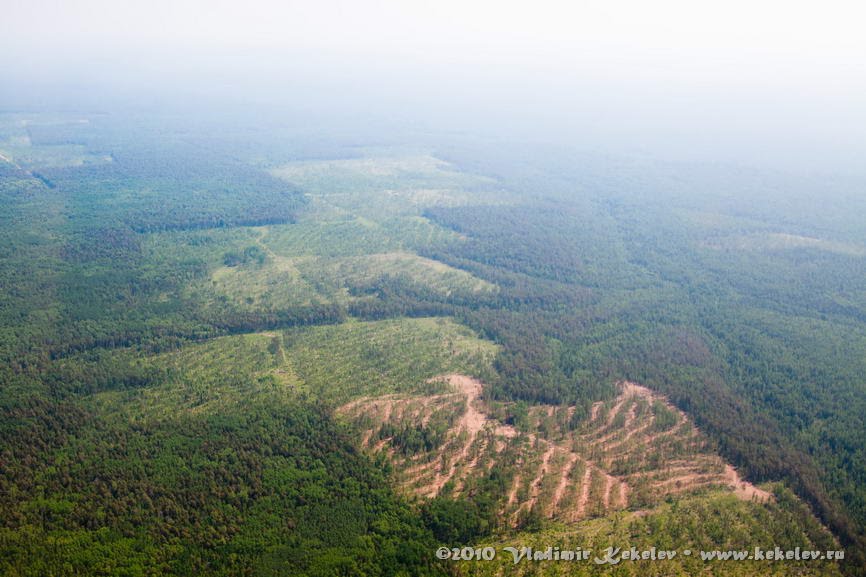 Вырубки леса, Кежма