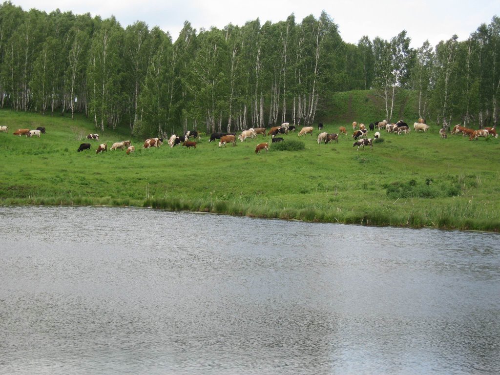 Cows on the lake coast, Уяр