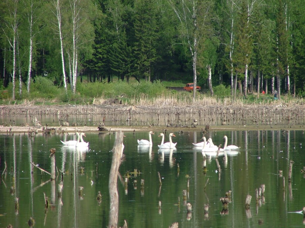 Лебеди на озере Раухова Мельница, Шалинское